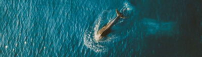 Pamilacan Island Dolphin/Turtle Watching Tour & Lunch