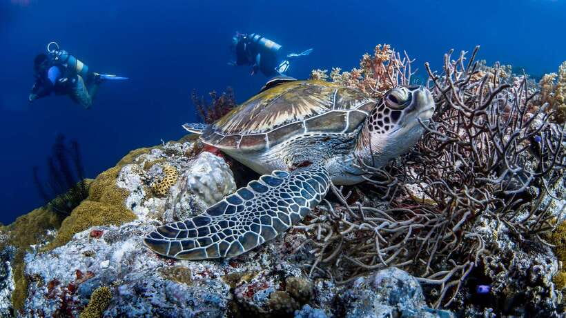 Bohol: Pamilacan Island Dolphin/Turtle Watching Tour & Lunch - How the guides shape the experience