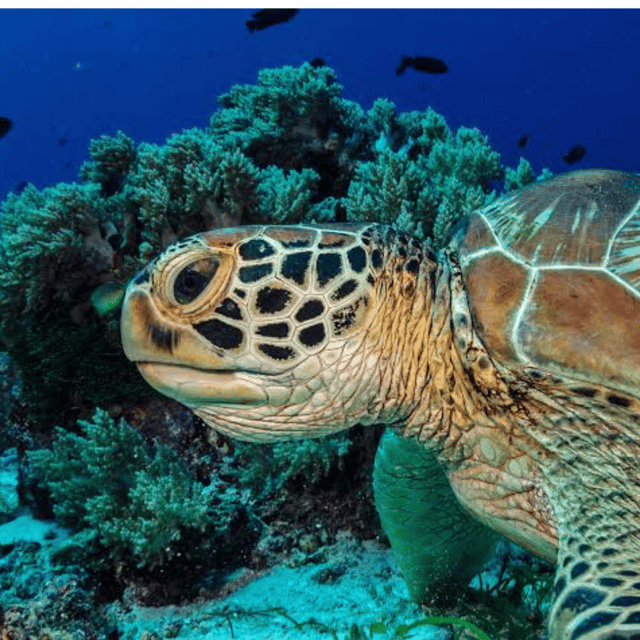 Bohol: Panglao Island Hopping Tour with Snorkeling (Private) - Booking details that affect your decision