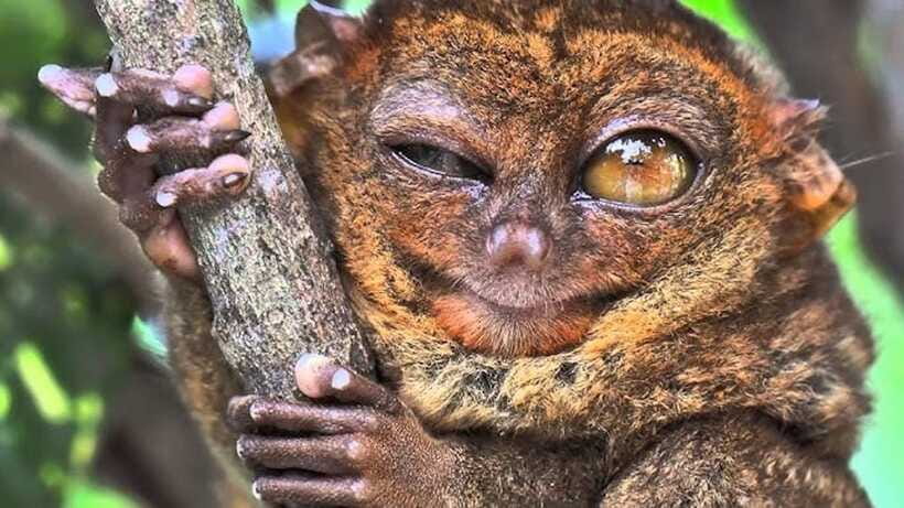 Bohol: Premium Chocolate Hills, Tarsiers & River Experience - Transport, comfort, and the people running the day