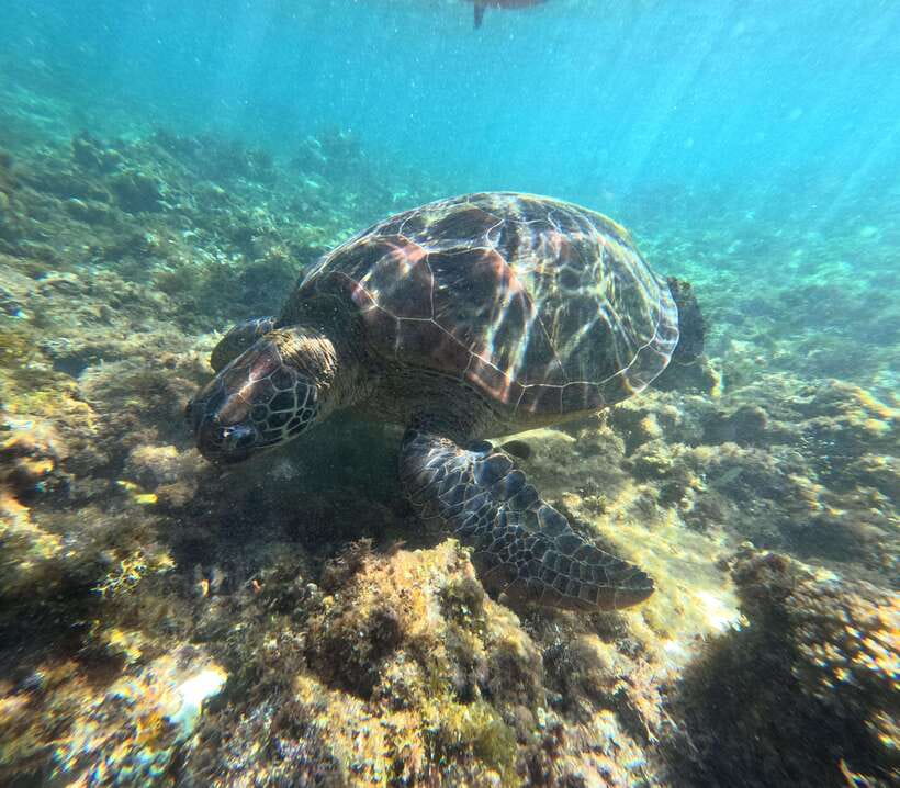 Bohol PREMIUM PAMILACAN Island Tour - Snorkeling above Pamilacan’s coral