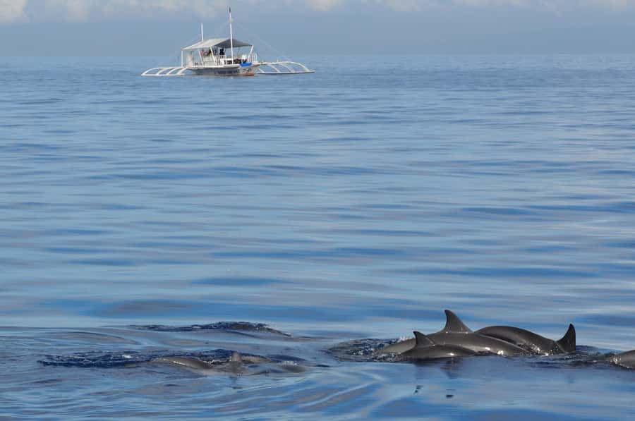 Bohol: Private Balicasag Tour with extra snorkeling time - Key points at a glance
