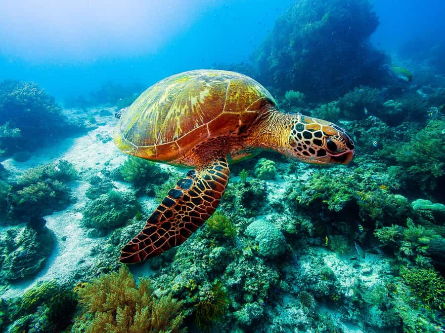 Bohol: Private Balicasag Tour with extra snorkeling time - Balicasag at about 8:45 AM