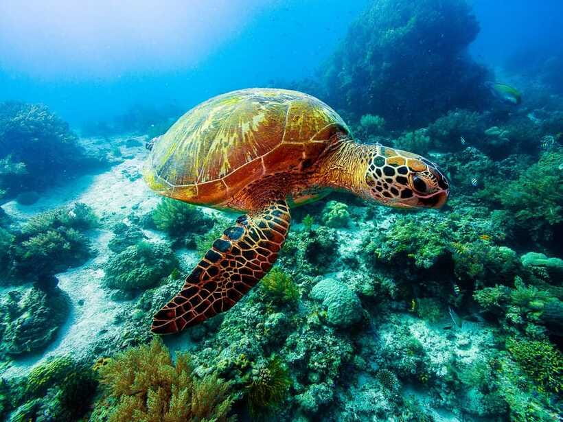 Bohol: Private Balicasag Tour with extra snorkeling time - What you may see beneath the surface