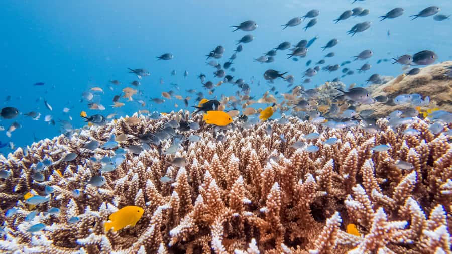 Bohol: Private Balicasag Tour with extra snorkeling time - The Virgin Island stop that is no longer available