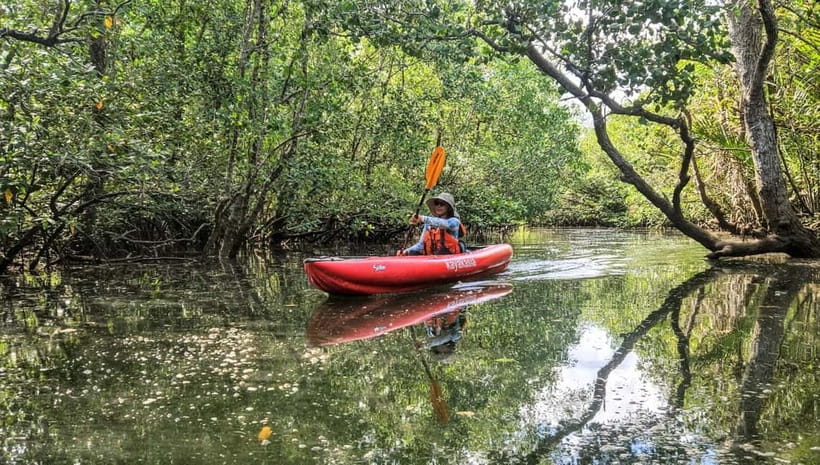 Bohol: SUSTAINABLE Mangrove Tunnels & Firefly Kayaking trail - Why the Abatan River makes a better evening than a standard firefly cruise