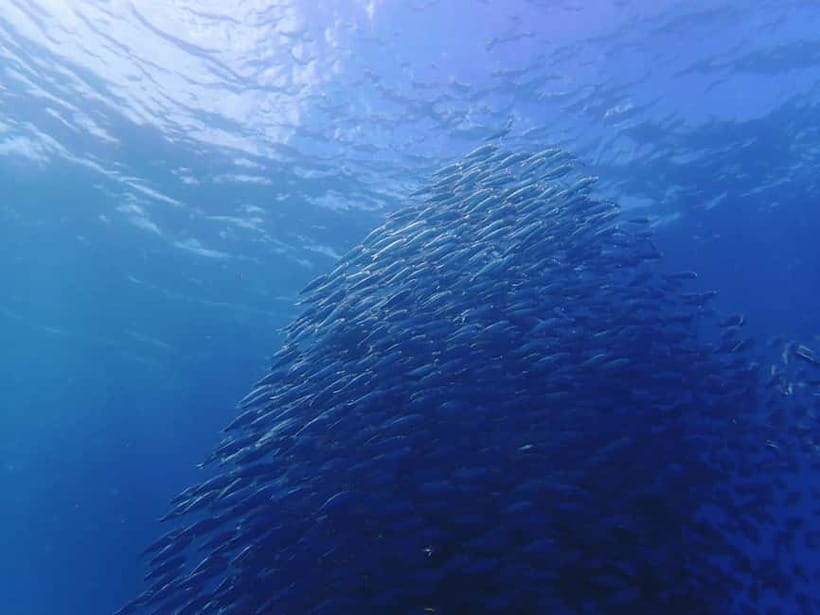 Cebu: 2-Day Private Tour Moalboal and Oslob - Key points to know before booking