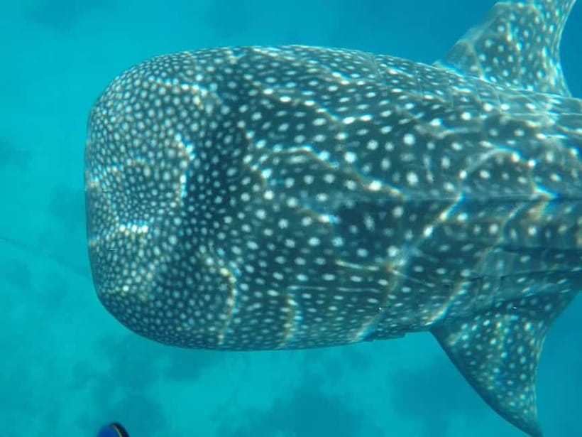 Cebu: 2-Day Private Tour Moalboal and Oslob - Why this two-day Cebu plan works