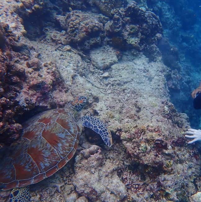 Cebu: 2-Day Private Tour Moalboal and Oslob - The Panagsama hotel: convenient, but keep expectations modest