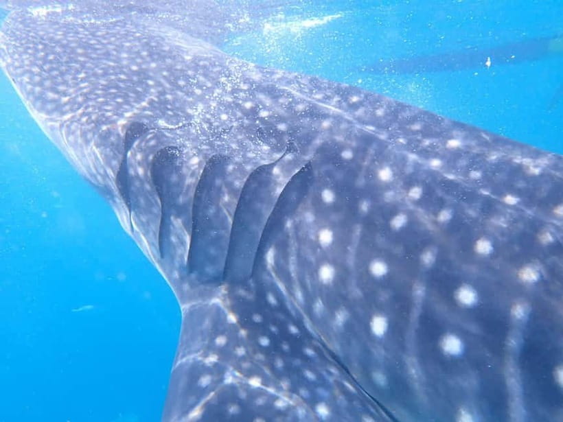 Cebu: 2-Day Private Tour Moalboal and Oslob - A private driver changes the feel of the trip