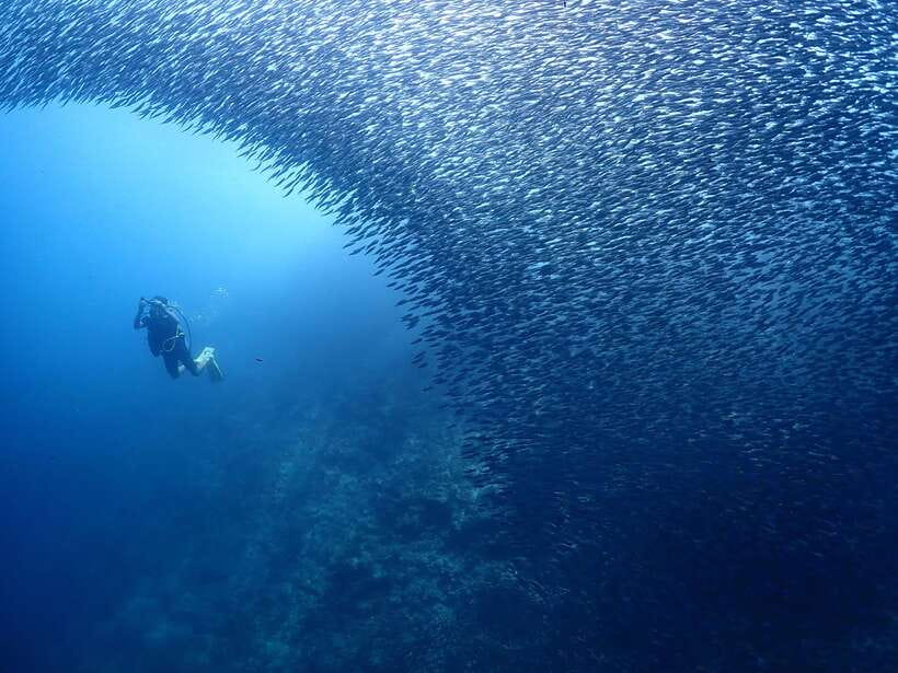 Cebu: Beach Scuba Diving Experience - Free photos without losing your own attention