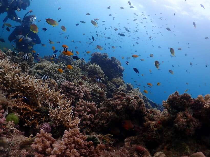 Cebu: Beach Scuba Diving Experience - Small drawbacks to keep in mind