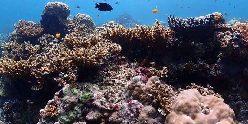 Cebu: Boat Diving Two Dive Tour in Olango Island - Who will enjoy this most
