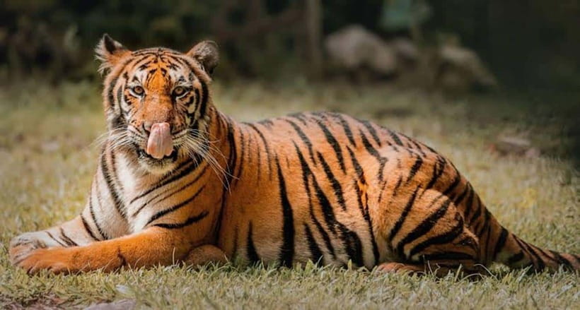Cebu:Cebu Safari Adventure Park Day Trip - Key points to know before booking