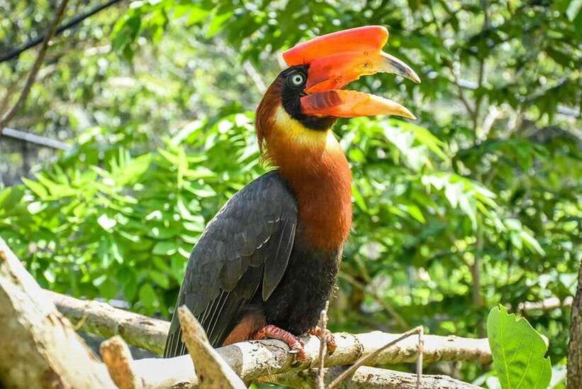Cebu:Cebu Safari Adventure Park Day Trip - Practical ways to plan the day