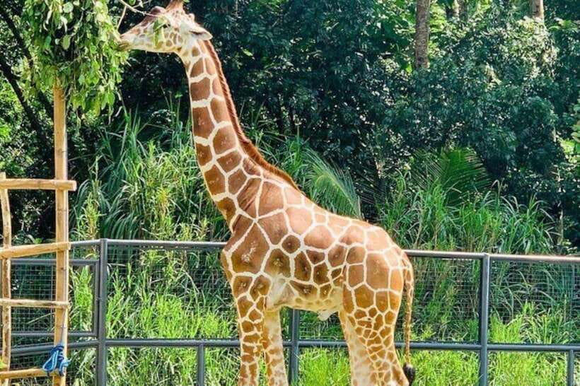 Cebu:Cebu Safari Adventure Park Day Trip - A long Cebu transfer with a full park visit
