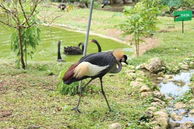 Cebu:Cebu Safari Adventure Park Day Trip - Tiger viewing requires careful timing
