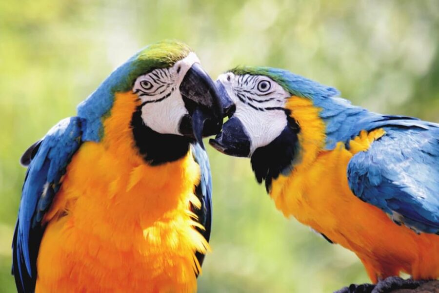 Cebu:Cebu Safari Adventure Park Day Trip - Bird show times and animal encounters
