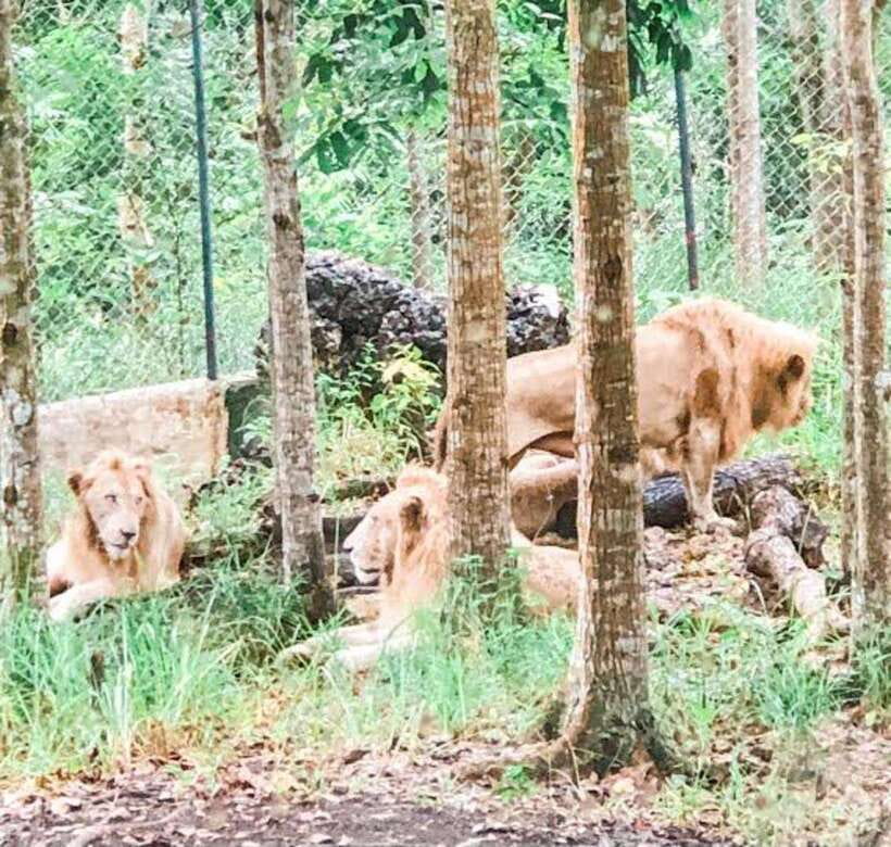Cebu:Cebu Safari Adventure Park Day Trip - A managed animal park, not a wild safari