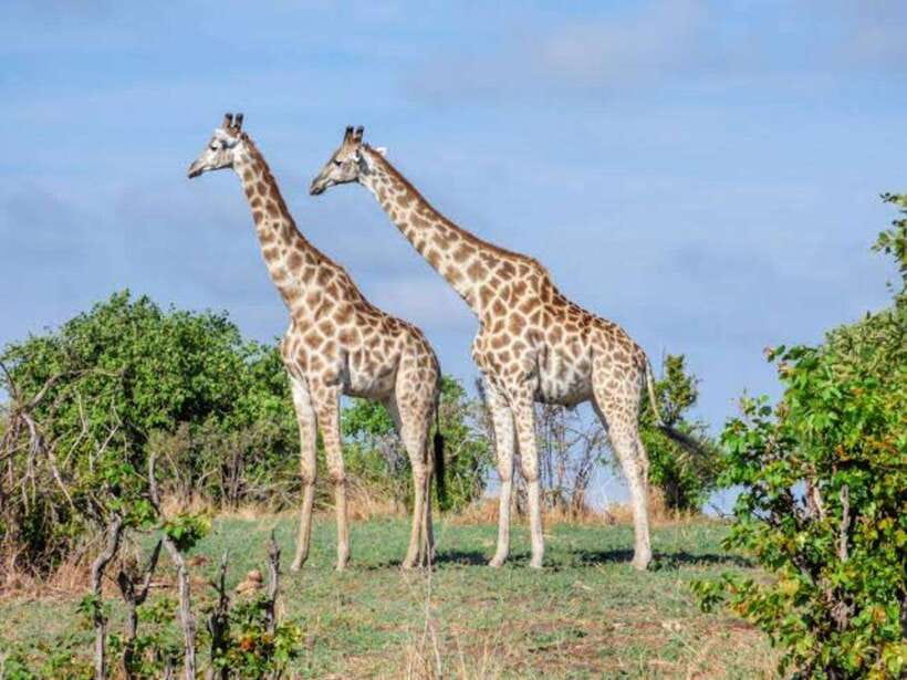 Cebu:Cebu Safari Adventure Park Day Trip - Who will enjoy this day most