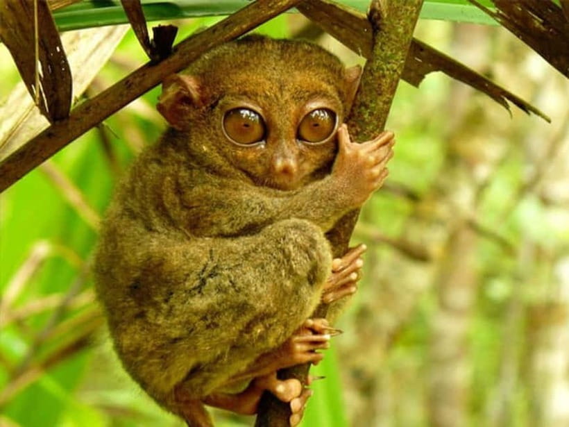 Cebu City: Bohol Countryside Tour with River Cruise Lunch - From Cebu to Bohol by ferry