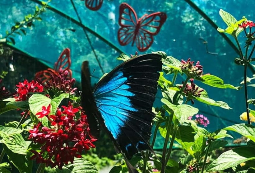 Cebu City: Bohol Countryside Tour with River Cruise Lunch - Butterfly Farm: colorful, but not essential for everyone