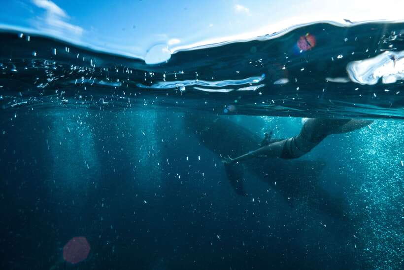 Cebu City: Whale Shark Swimming & Kawasan Falls Canyoneering - Key points to know before booking