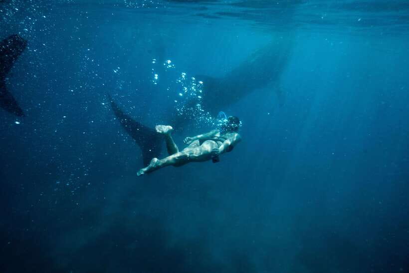 Cebu City: Whale Shark Swimming & Kawasan Falls Canyoneering - Oslob whale sharks after a pre-dawn drive