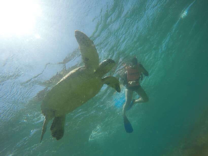 Cebu: Kawasan Canyoneering & Sardines Run and Turtle Chase - Why this Cebu day works so well