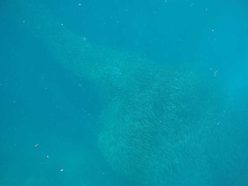 Cebu: Kawasan Canyoneering & Sardines Run and Turtle Chase - The guides make the difference
