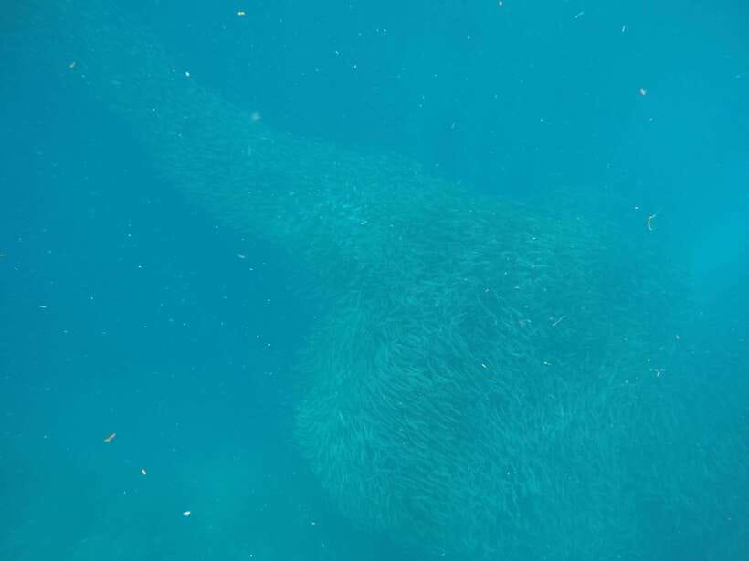 Cebu: Kawasan Canyoneering & Sardines Run and Turtle Chase - The early ride from Cebu to Moalboal