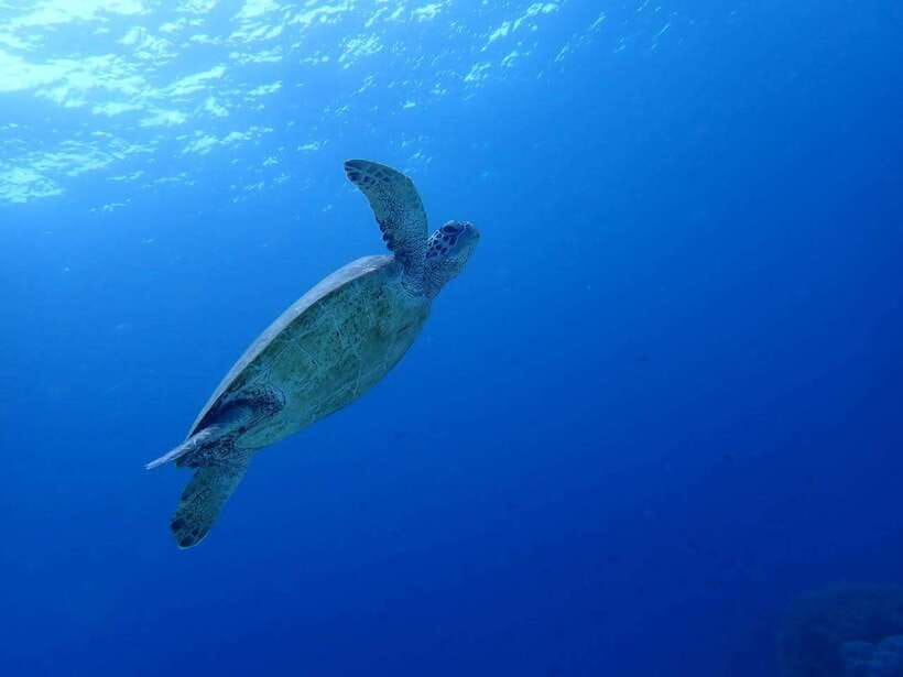 Cebu: Kawasan Canyoning, Moalboal Snorkeling, & Turtles Tour - Why this Cebu day trip packs in so much