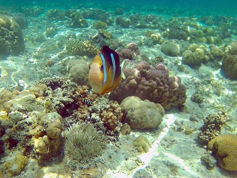 Cebu: Mactan Island Hopping Boat Tour with Lunch - A full day around Mactan’s small islands