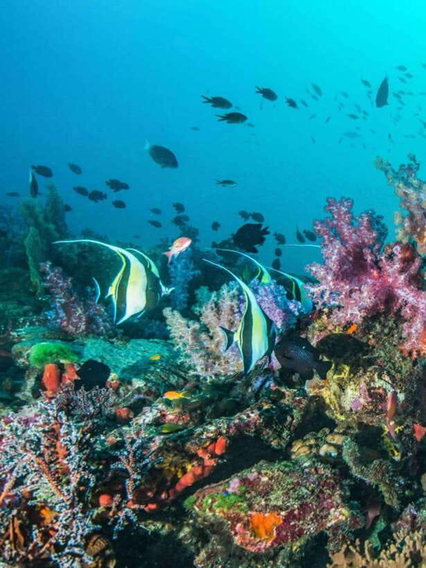 Cebu: Moalboal Island Hopping and Mantayupan Falls Day Trip - Who should book this experience