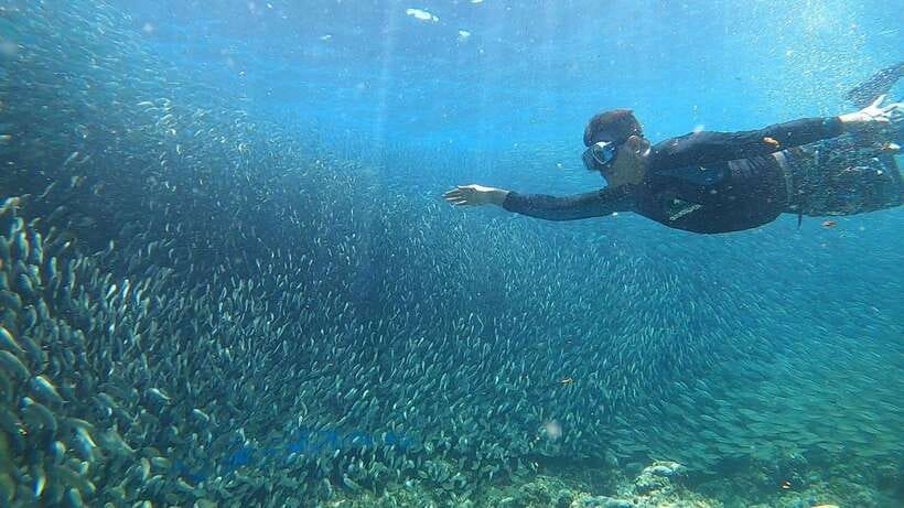 Cebu: Moalboal Island Hopping and Mantayupan Falls Day Trip - The Moalboal sardine run