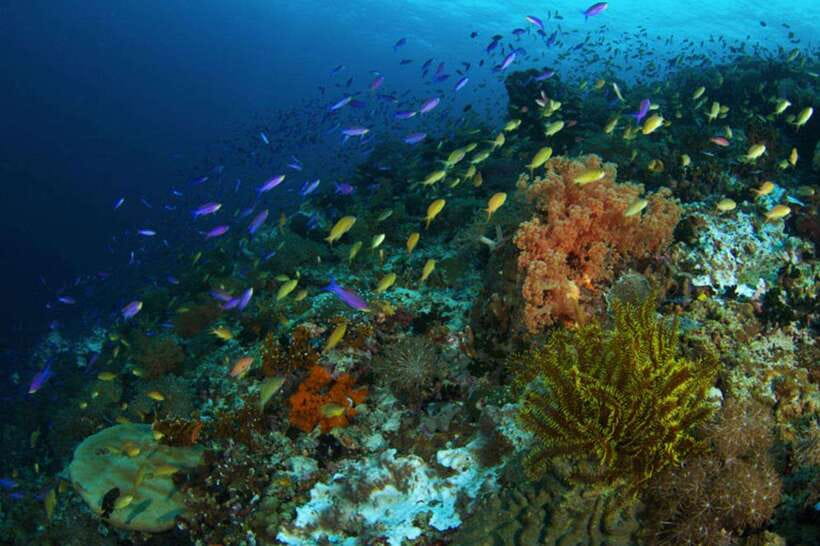 Cebu: Moalboal Island Hopping & Kawasan Falls Adventure - Safety, comfort, and who should book