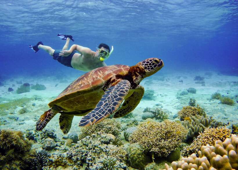 Cebu: Moalboal Sardines and Turtles Snorkeling Tour - Key points to know before booking