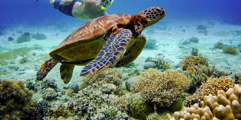 Cebu: Moalboal Sardines and Turtles Snorkeling Tour - Lunch, return transport, and the shape of the day