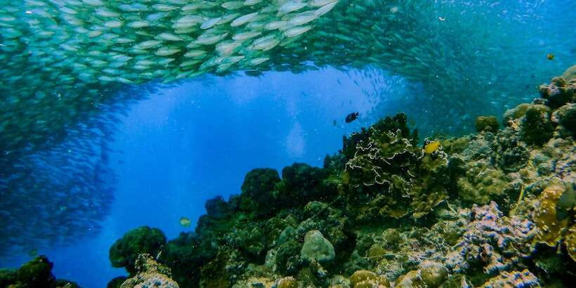 Cebu: Moalboal Sardines and Turtles Snorkeling Tour - Is $87 a fair price?