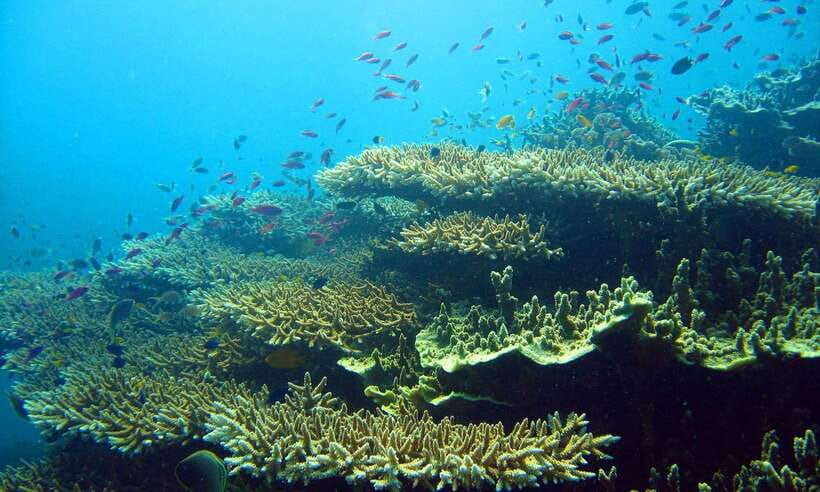 Cebu: Moalboal Sardines and Turtles Snorkeling Tour - Should you book the Moalboal snorkeling tour?