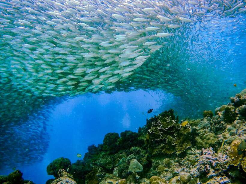 Cebu: Moalboal Sardines and Turtles Snorkeling Tour - The early drive from Cebu to Moalboal