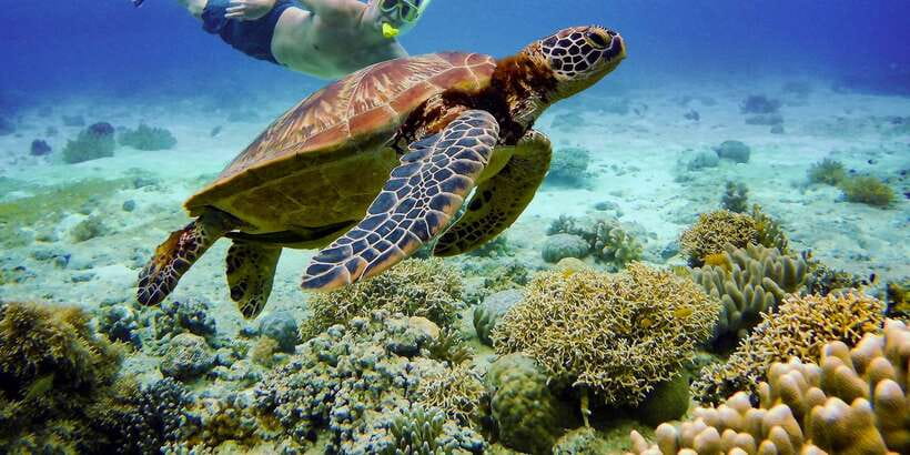 Cebu: Moalboal Sardines & Turtle Snorkeling and Canyoneering - Entering the Kawasan Falls canyon