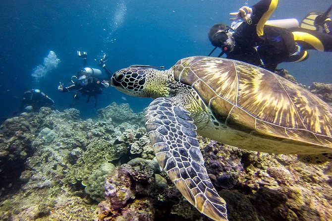 Cebu: Moalboal Sardines, Turtle Snorkeling & Kawasan Canyoneering - The route from calm water to canyon action