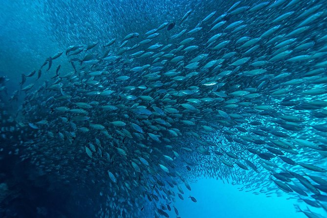 Cebu: Moalboal Sardines, Turtle Snorkeling & Kawasan Canyoneering - A 4:30 am start sets the tone