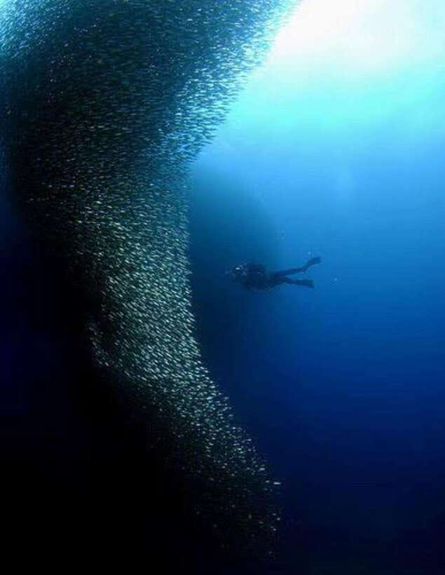 Cebu: Moalboal Scuba Diving, Sardines Run & Pescador Snorkel - Key points at a glance