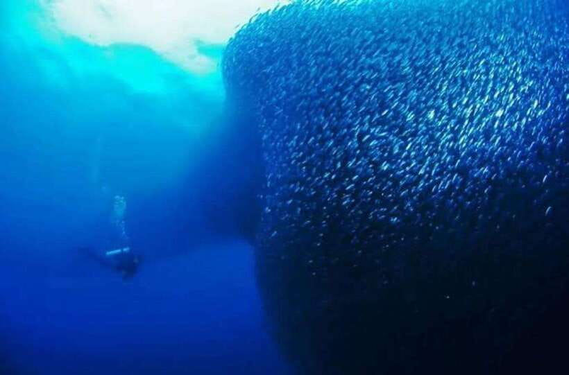 Cebu: Moalboal Scuba Diving, Sardines Run & Pescador Snorkel - Why Moalboal’s sardine shoal is worth seeing