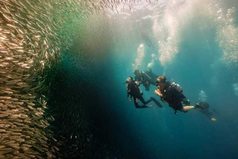Cebu: Moalboal Scuba Diving, Sardines Run & Pescador Snorkel - Transfers can make the price worthwhile