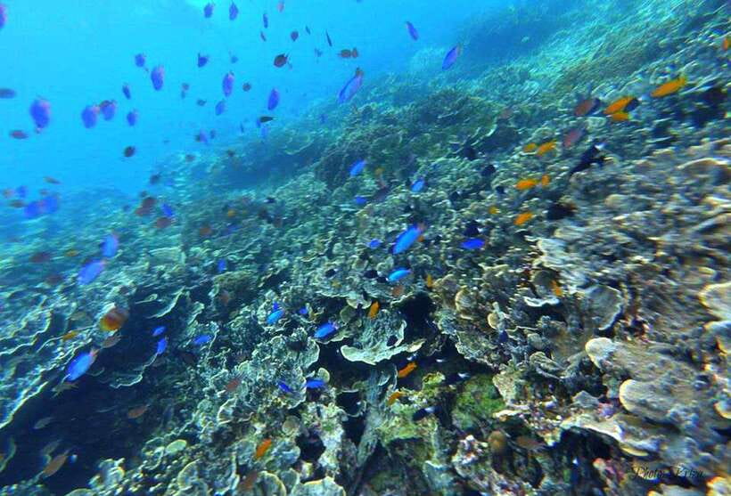 Cebu: Moalboal Scuba Diving, Sardines Run & Pescador Snorkel - What to pack and how to prepare