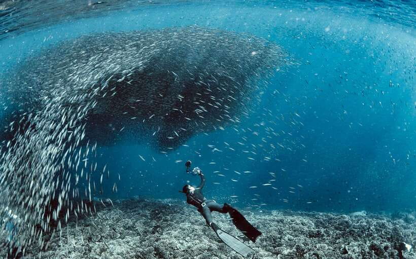Cebu: Moalboal Scuba Diving with Sardines and Turtle Snorkel - Why Moalboal’s sardines are the main event