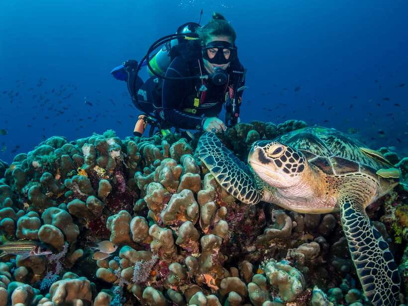 Cebu: Moalboal Scuba Diving with Sardines and Turtle Snorkel - What to expect from the coral reef stop